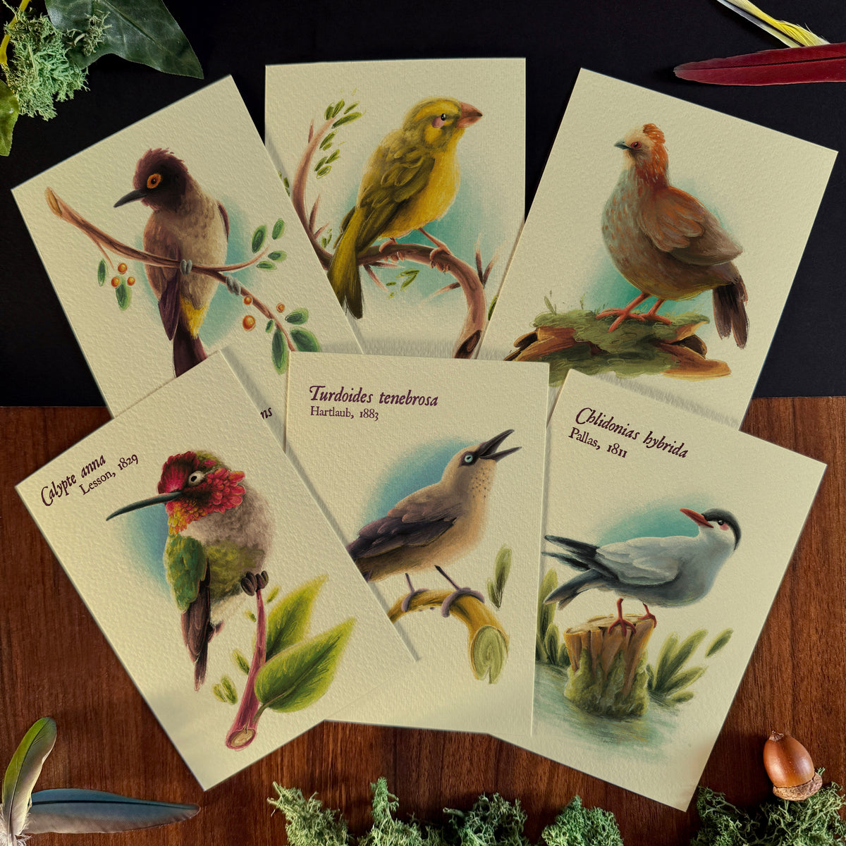 « Birds of the World » Set #2 Prints