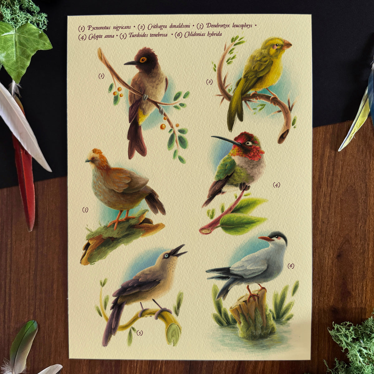« Birds of the World » Set #2 Prints