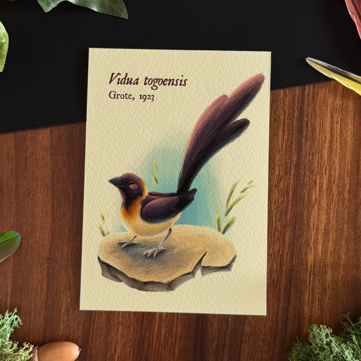 « Birds of the World » Set #1 Prints