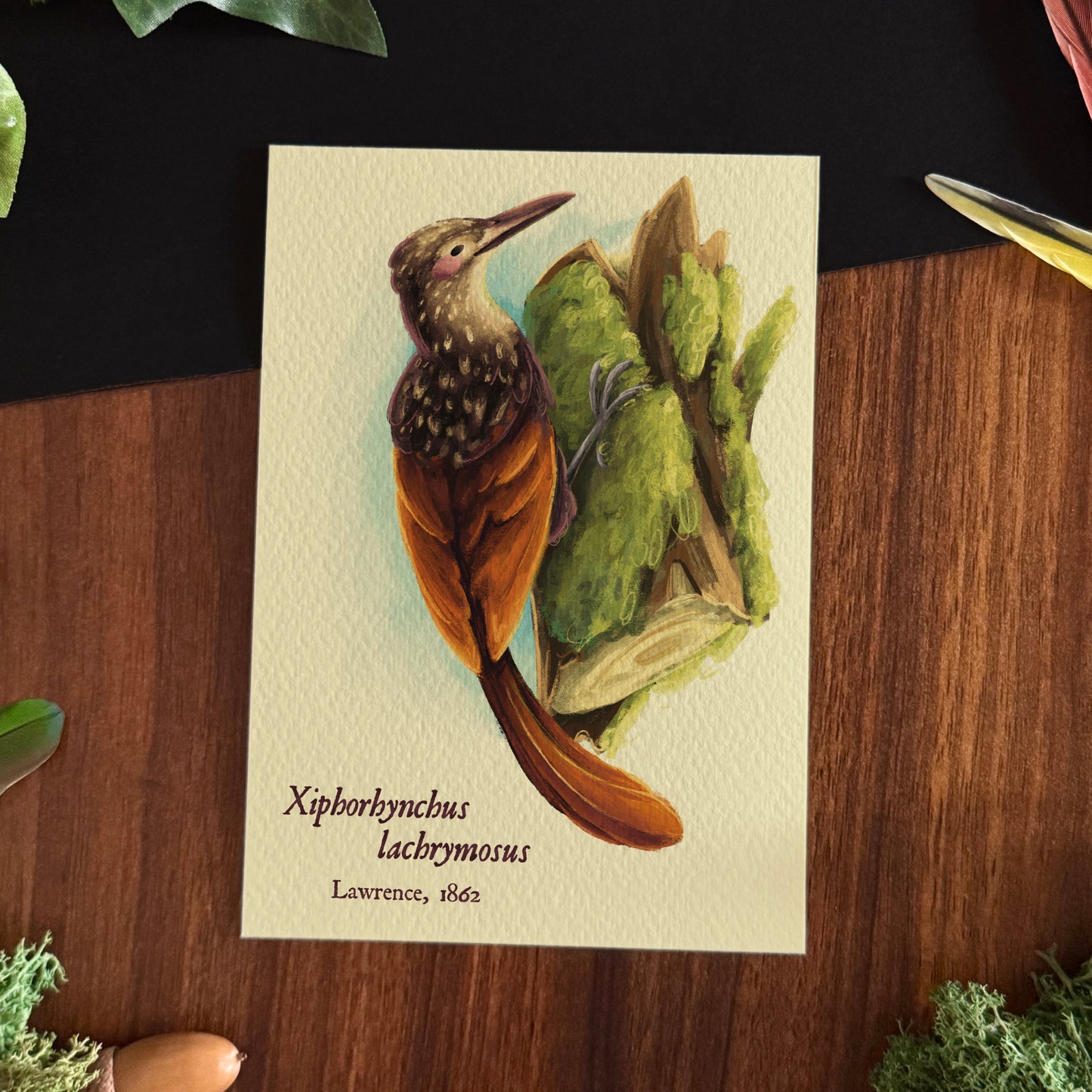 Impressions « Oiseaux du monde » Set #1