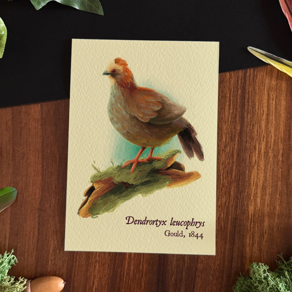 « Birds of the World » Set #2 Prints