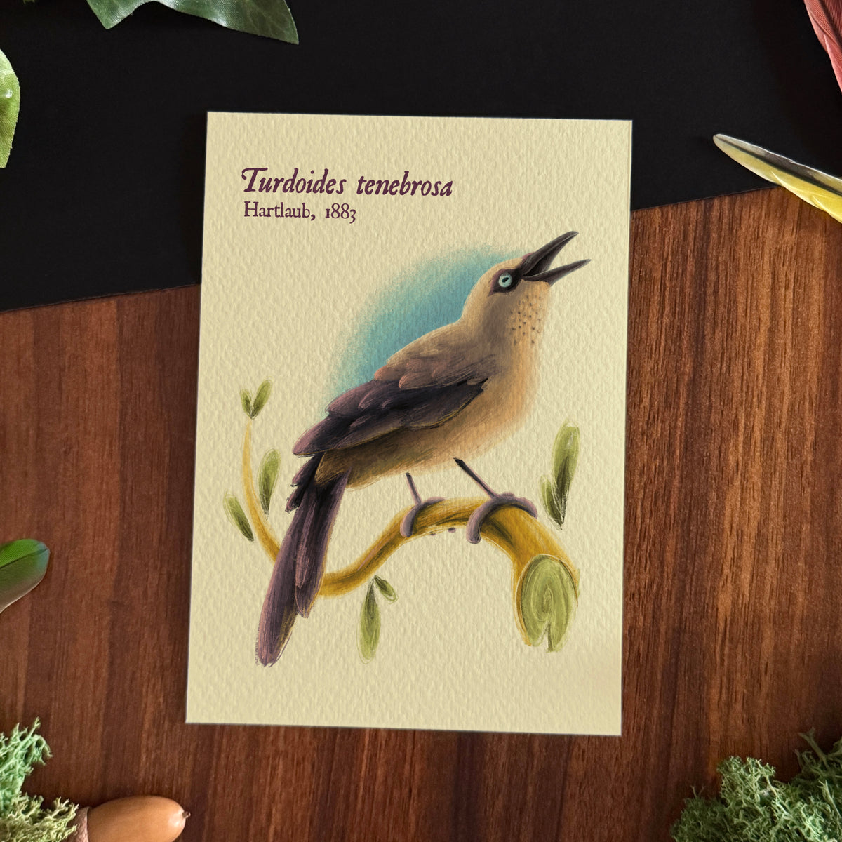 « Birds of the World » Set #2 Prints