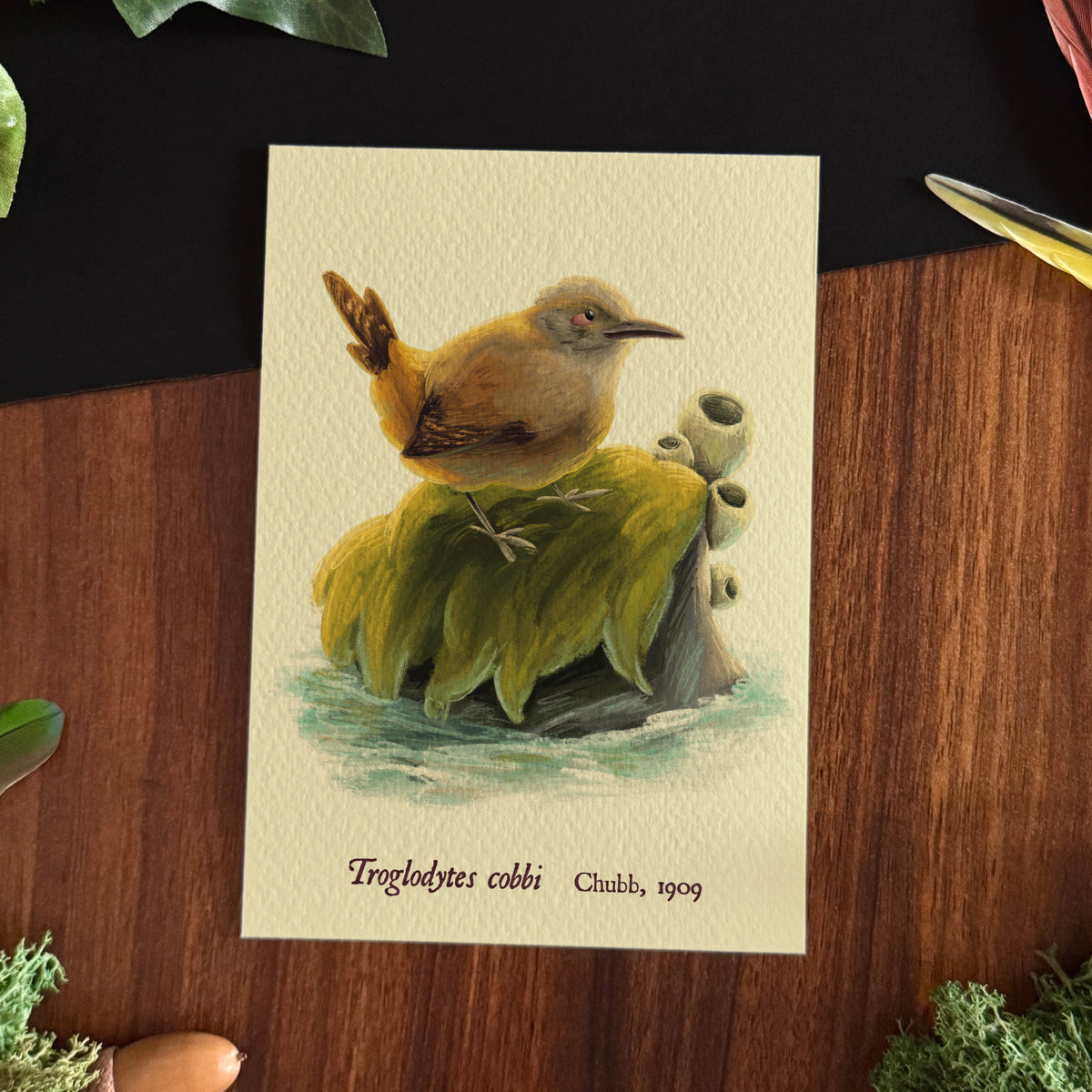 « Birds of the World » Set #1 Prints