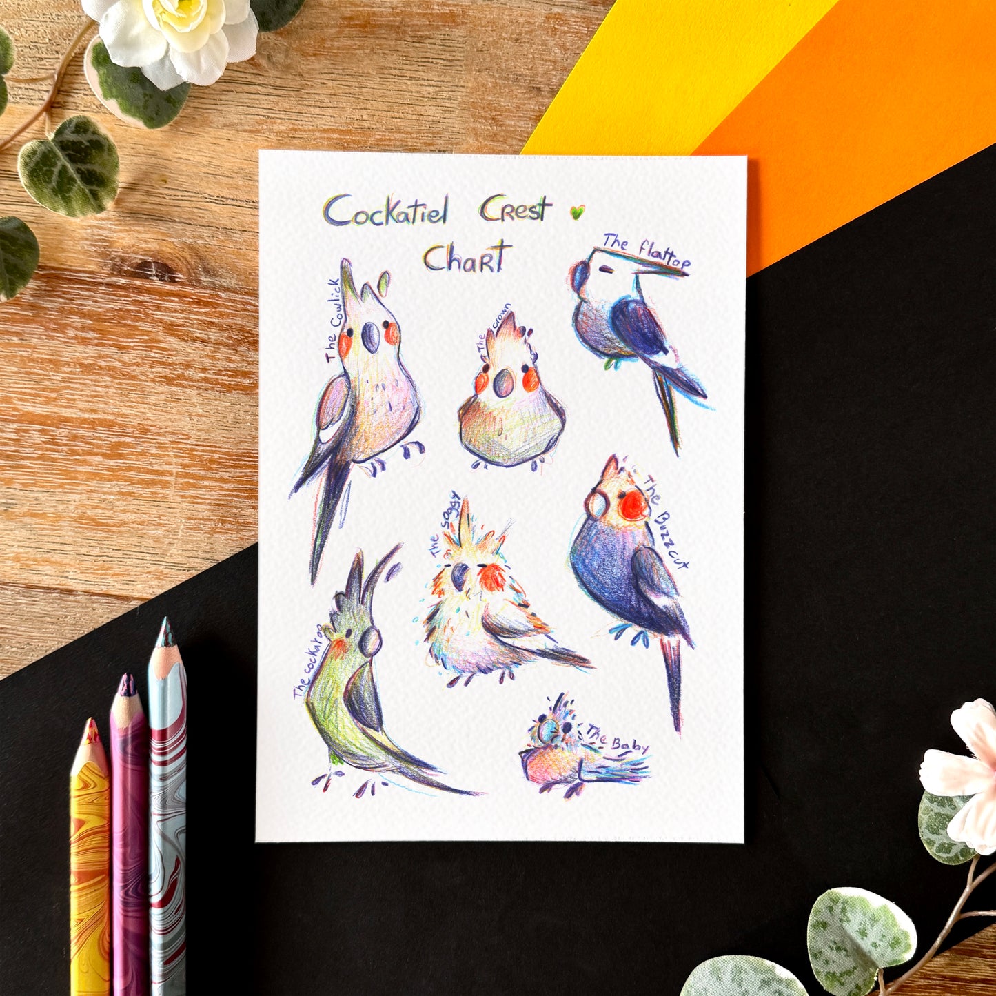 « Cockatiel Crest Chart » Print