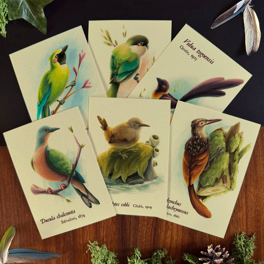 « Birds of the World » Set #1 Prints