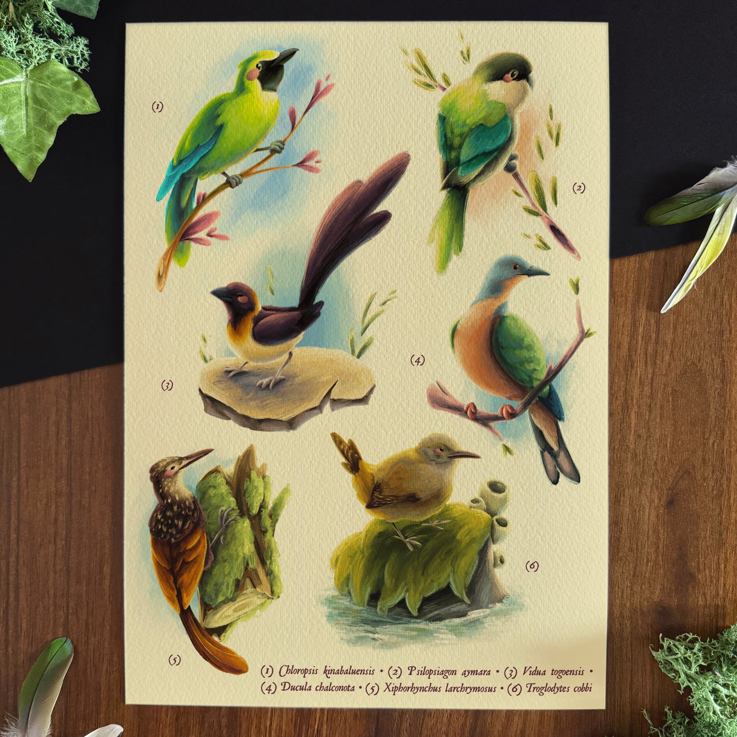 Impressions « Oiseaux du monde » Set #1