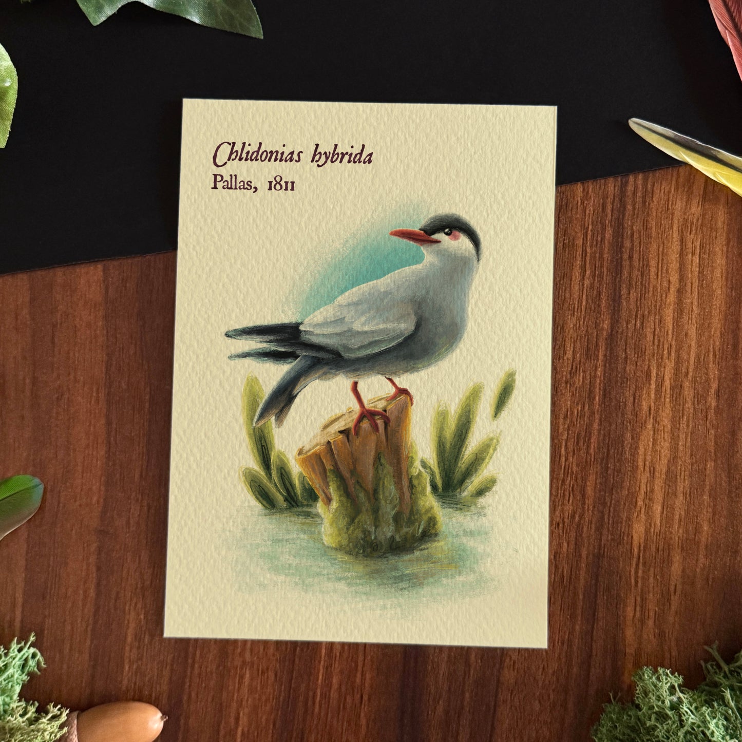 Impressions « Oiseaux du monde » Set #2