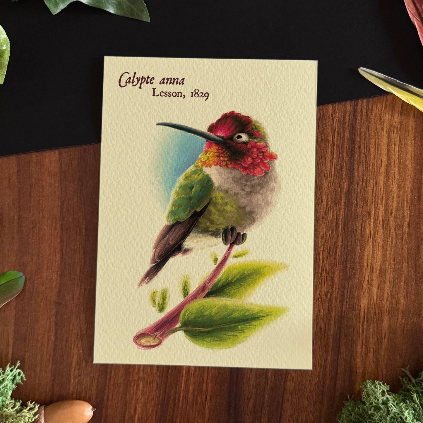 Impressions « Oiseaux du monde » Set #2