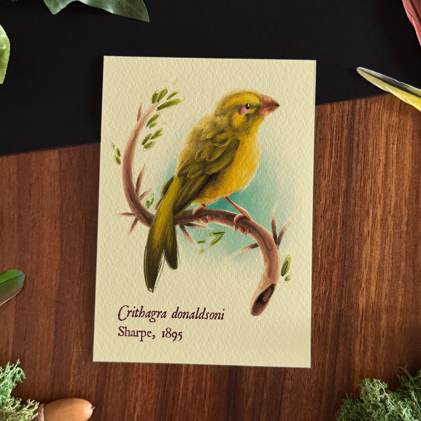 Impressions « Oiseaux du monde » Set #2