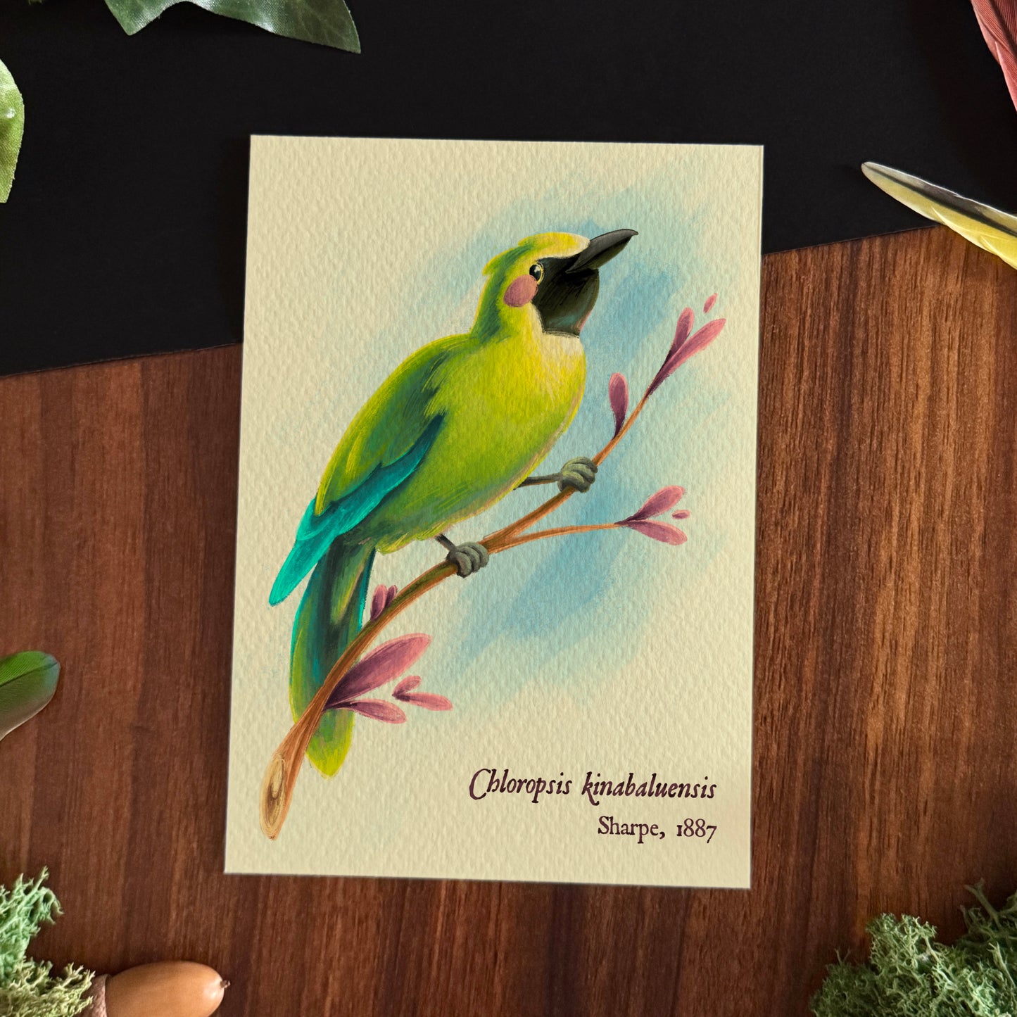 Impressions « Oiseaux du monde » Set #1